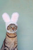 Boldog Húsvétot! Mackerel tabby cica visel vicces nyuszi fülek ellen pasztell zöld háttér. Európai Gyorsírás fiatal macska öltözött nyúl, közelről. A szöveg helye.