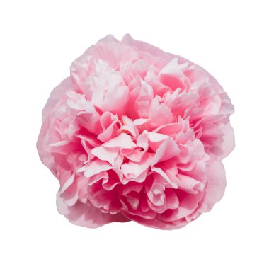 Güzel pembe şakayık çiçeği beyaz arka planda soyutlanmış..