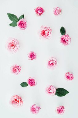 Beyaz arka planda çiçek açmış güzel pembe bahçe gülleri, üst manzara. Çiçek desenli, düz yatış tarzı. Bahar mevsimi konsepti. Sevgililer Günü arkaplanı.