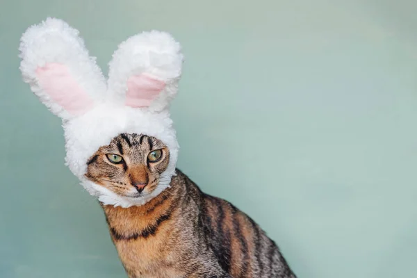 Happy Easter. European Shorthair young cat wearing funny bunny ears against pastel green background. Mackerel tabby kitty dressed as rabbit, close up.