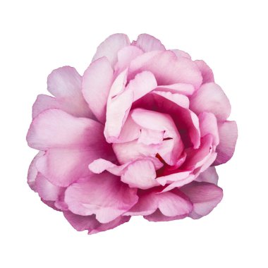 Güzel taze pastel mor şakayık çiçeği beyaz arka planda soyutlanmış..