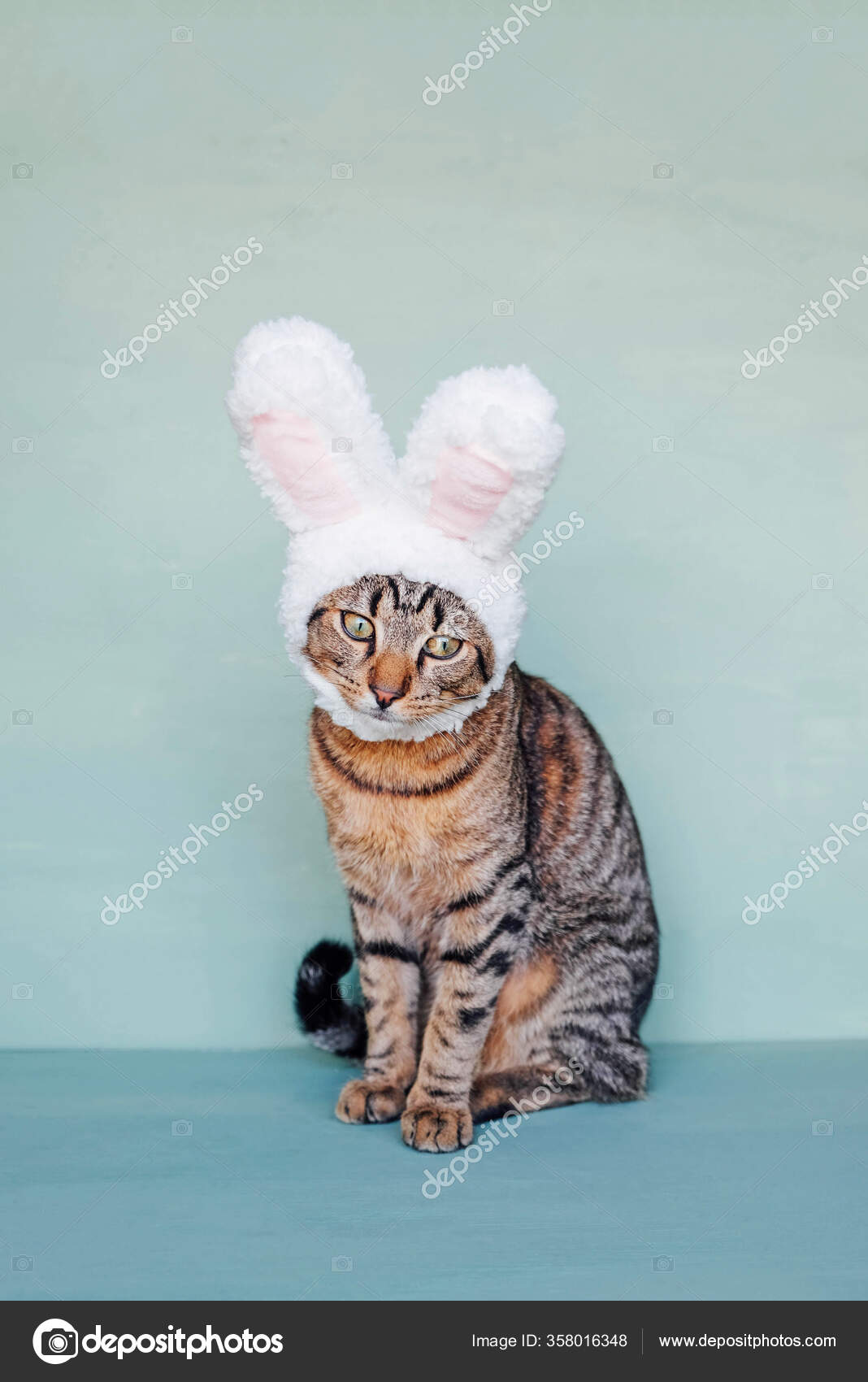 Happy Easter European Shorthair Young Cat Wearing Funny Bunny Ears