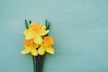 Pastel turkuaz arka planda sarı nergis çiçekleri açar..