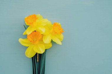 Sarı nergis çiçekleri turkuaz arka planda tam çiçeklenir.