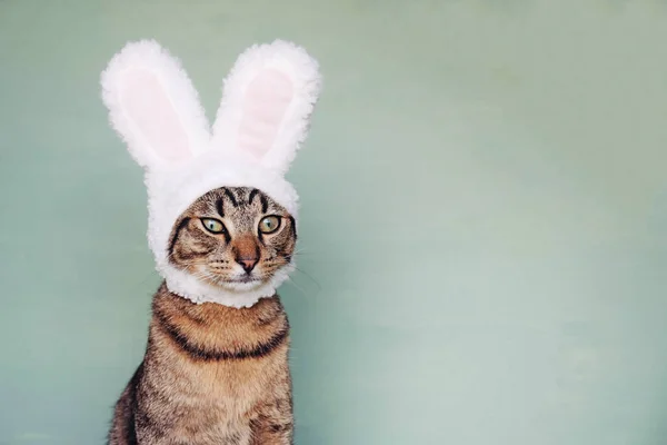 European Shorthair young cat wearing funny bunny ears.