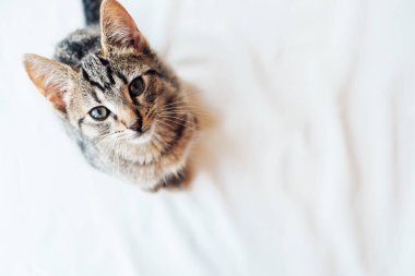 Genç Avrupa Shorthair kedisi beyaz arka planda oturuyor. Uzayı kopyala Uskumru tekir ceket rengi. Şirin küçük kedi yavrusu sana bakıyor..