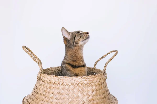 Um pequeno gatinho vermelho olha para fora de uma cesta de vime