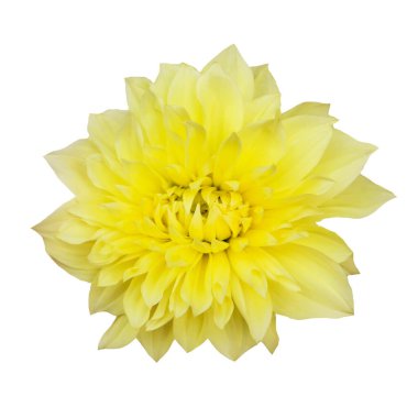 Güzel çiçek açan Kelvin Floodlight Dahlia çiçeği beyaz arka planda izole edilmiş. Ebedi çiçekli bahçe bitkisi.