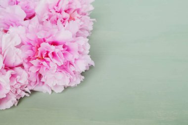 Nane yeşili arka planda çiçek açmış taze pembe şakayık çiçekleri, yakın plan. Mesaj için yer var. Bahar çiçekleri. Anneler günü ya da doğum günü kartı..