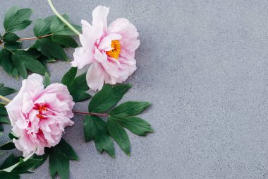 Gri beton arka planda çiçek açmış taze pembe şakayık çiçekleri, yakın plan, üst manzara. Düz yatış stili. Mesaj için yer var. Bahar çiçekleri. Anneler günü ya da doğum günü kartı..