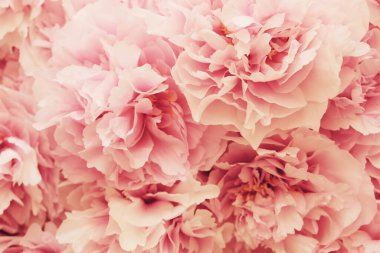 Taze pembe ve beyaz şakayık çiçekleri yığını tam çiçeklenmiş, yakın çekim, üst manzara. Arka plan için çiçekli yaz dokusu. Bahar çiçekleri.