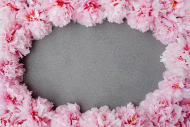 Beton gri arka planda çiçek açmış güzel pembe şakayıklardan yapılmış bir çiçek çerçevesi. Çiçekler, üst manzara. Yat-yat. Uzayı kopyala Anneler günü, doğum günü, sevgililer günü kartı..