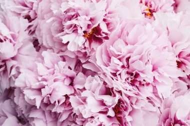 Çiçek açmış taze pembe şakayık çiçekleri yığını.