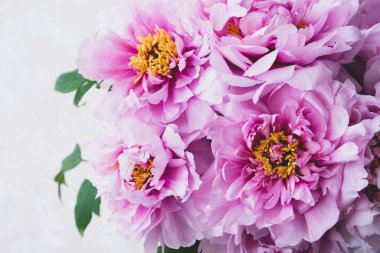 Bej arka planda çiçek açmış taze pembe şakayık çiçekleri..