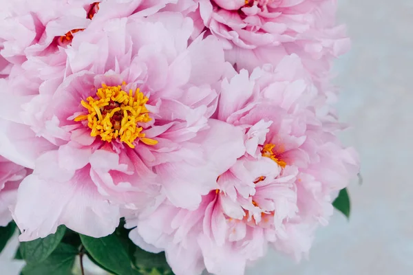 Bej arka planda çiçek açmış taze pembe şakayık çiçekleri..