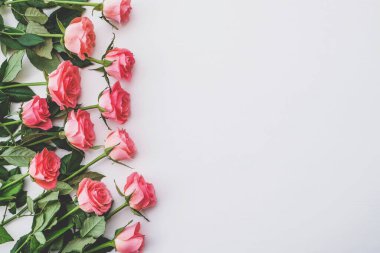 Beyaz arka planda çiçek açmış taze pembe güller yığını, yaklaşın. Bir demet çiçek. Uzayı kopyala Üst manzara, düz yatış. Sevgililer Günü ya da Anneler Günü, aşk konsepti.