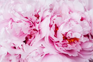 Taze pembe ve beyaz şakayık çiçekleri yığını tam çiçeklenmiş, yakın çekim, üst manzara. Arka plan için çiçekli yaz dokusu. Bahar çiçekleri.