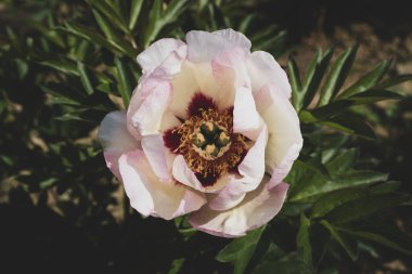 Bahçede çiçek açan güzel, beyaz, şakayık çiçekleri 'Pastel Splendor', yakın çekim. Yaz çiçekleri. Doğa arkaplanı.