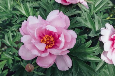 Bahçede çiçek açan güzel, taze, pastel pembe şakayık çiçeği, yakın çekim. Yaz çiçekleri. Doğa arkaplanı.