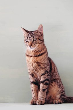 Pastel yeşil arka planda oturan güzel Avrupalı kısa boylu genç kedi. Uskumru kedicik portresi, yaklaşın. Metin için boşluk.