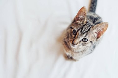 Beyaz arka planda oturan kıvrık kuyruklu genç Avrupa Shorthair kedisi. Mesaj için yer var. Uskumru tekir ceket rengi. Şirin küçük kedi yavrusu..