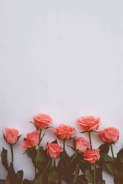 Beyaz arka planda çiçek açmış taze mercan gülleri yığını, yaklaşın. Bir demet çiçek. Uzayı kopyala Üst manzara, düz yatış. Sevgililer Günü ya da Anneler Günü, aşk konsepti.