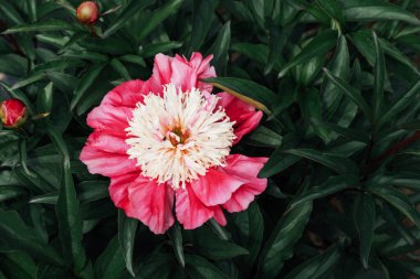 Bahçede çiçek açan güzel, mor ve beyaz şakayık çiçeği, yakın çekim. Koyu yeşil yapraklar. Uzayı kopyala Yaz çiçekleri. Doğa arkaplanı.