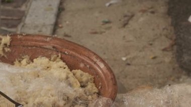 Solucanlı geleneksel Sardunya peyniri. Casu Marzu, Piophila Casei larvalı sardunya peyniri. Yasak ve yasadışı.