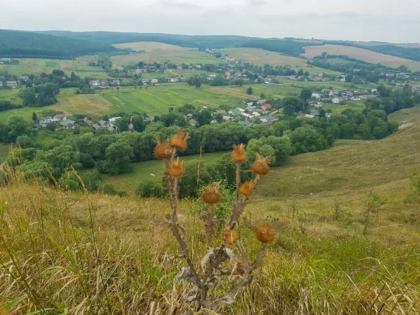 Hermoso Paisaje Rural Con Árboles Arbustos —  Fotos de Stock