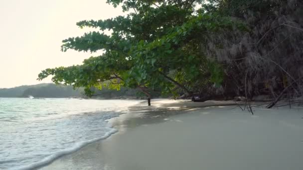 Vagues calmes se lavant sur la plage de sable tropical avec des arbres exotiques au coucher du soleil 