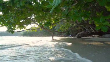 Sakin Okyanus Dalgaları Ağaçların Gölgesi Altındaki Tropikal Plajın Kum Sahil Şeridini Vuruyor