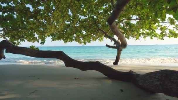 Albero Tropical Island Beach Onde Calme Schiantarsi Dolly Movimento Avanti — Video Stock