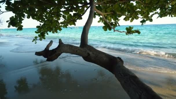 Beautiful Low Hanging Tree Tropical Sandy Beach Calm Waves Hitting — стоковое видео