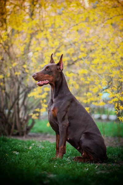 Doberman Pózol Egy Városi Parkban Kiskutya — Stock Fotó