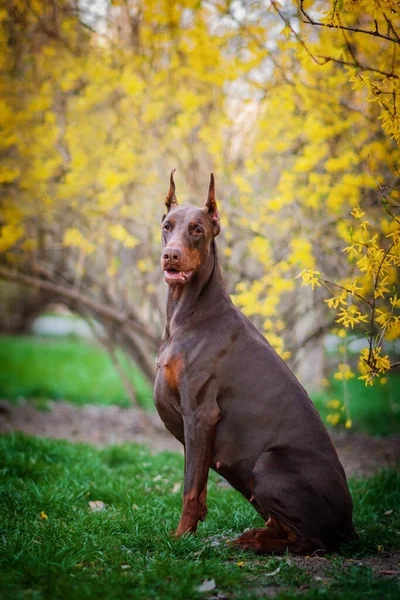 Dobermann Posiert Stadtpark — Stockfoto