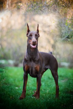 Yaz parkında güzel kahverengi doberman