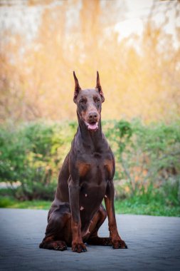 Yaz parkında güzel kahverengi doberman