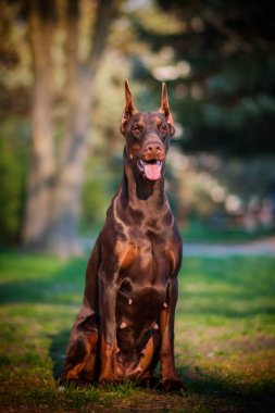 Yaz parkında güzel kahverengi doberman