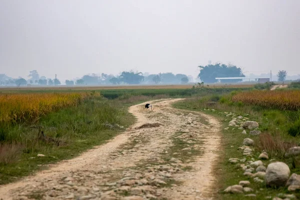 Cegonha Pescoço Lanoso Comendo Cobra Uma Estrada Terra Nos Campos — Fotografia de Stock