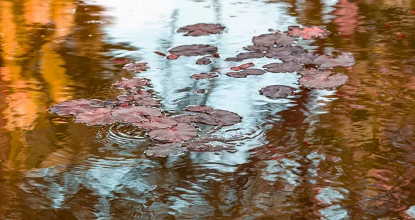 Beautiful Close Autumn Leaves Rippling Pond — Stock Photo, Image
