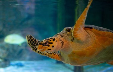 Deniz Kaplumbağası Sea Lilife Ocean World Bangkok 'ta büyük bir akvaryumda yüzüyor.