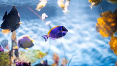 Mavi tang veya Regal tang veya Palette cerrahbalığı (Paracanthurus hepatus ) .