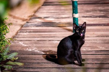 Evcil bir kedi kameraya bakıp fotoğraf için poz veriyor..