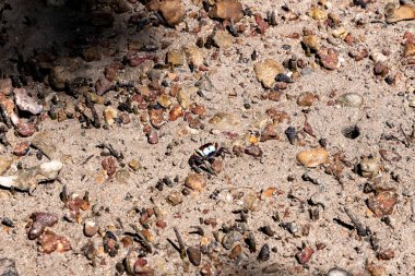 Yengeçler evlerinden çıkıp Tayland, Yengeç 'te çamurlu bir kumsala geliyorlar..