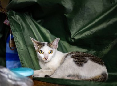 Büyük sarı gözlü sokak kedisi kameraya merakla bakıyor..
