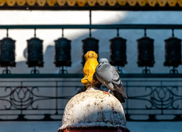 Pigeon Sitting Buddhist Shrine Surrounded Local Houses Narrow Alley Kathmandu — Stok fotoğraf