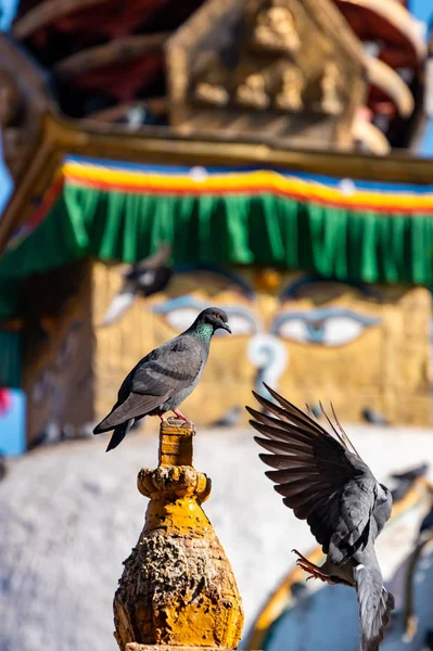 Pigeon Sitting Buddhist Shrine Surrounded Local Houses Narrow Alley Kathmandu — Stok fotoğraf