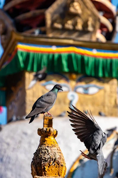 Pombo Sentado Santuário Budista Cercado Por Casas Locais Beco Estreito — Fotografia de Stock