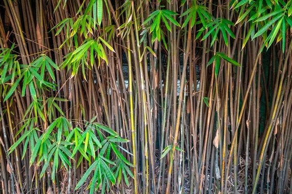 Dickicht Aus Grünem Bambus Sommergarten — Stockfoto