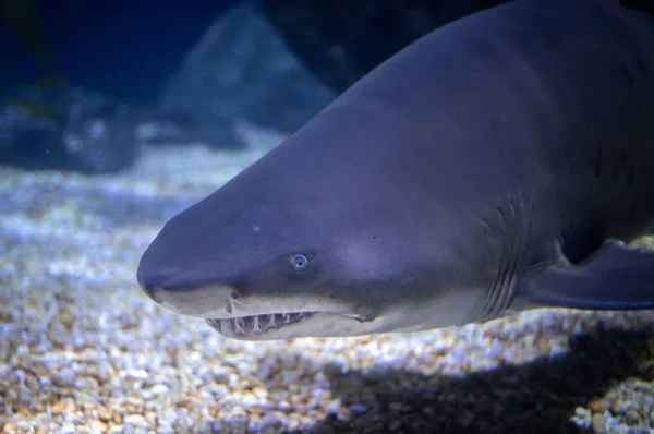Okyanustaki Siyah Uçlu Resif Köpekbalığının Aşırı Yakın Çekimi — Stok fotoğraf